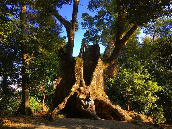 塚崎の大楠01