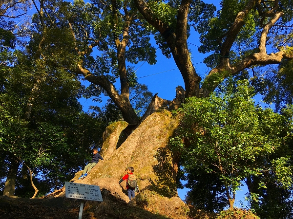 塚崎の大楠03